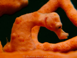 The same pygmy posing. Canon G11. I prefer the G10. by Andrew Macleod 